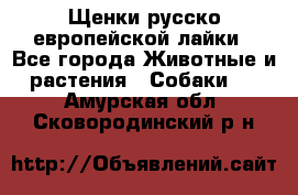 Щенки русско европейской лайки - Все города Животные и растения » Собаки   . Амурская обл.,Сковородинский р-н